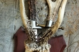 Sprzedam dwa kordelasy z porozem koziołka