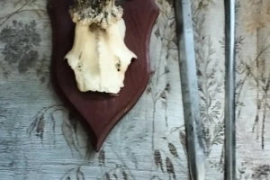 Sprzedam dwa kordelasy z porozem koziołka